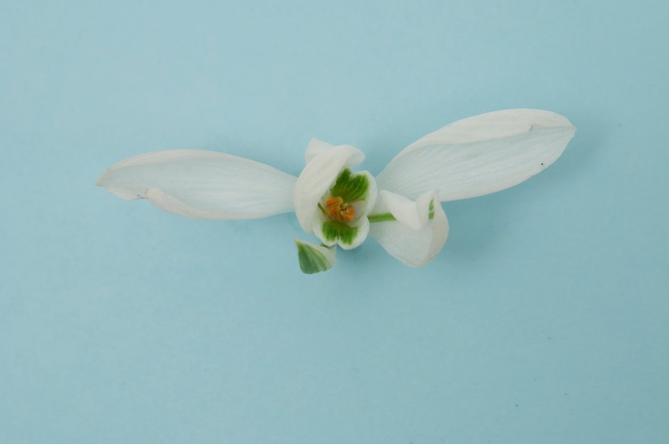 snowdrop 'James Backhouse'