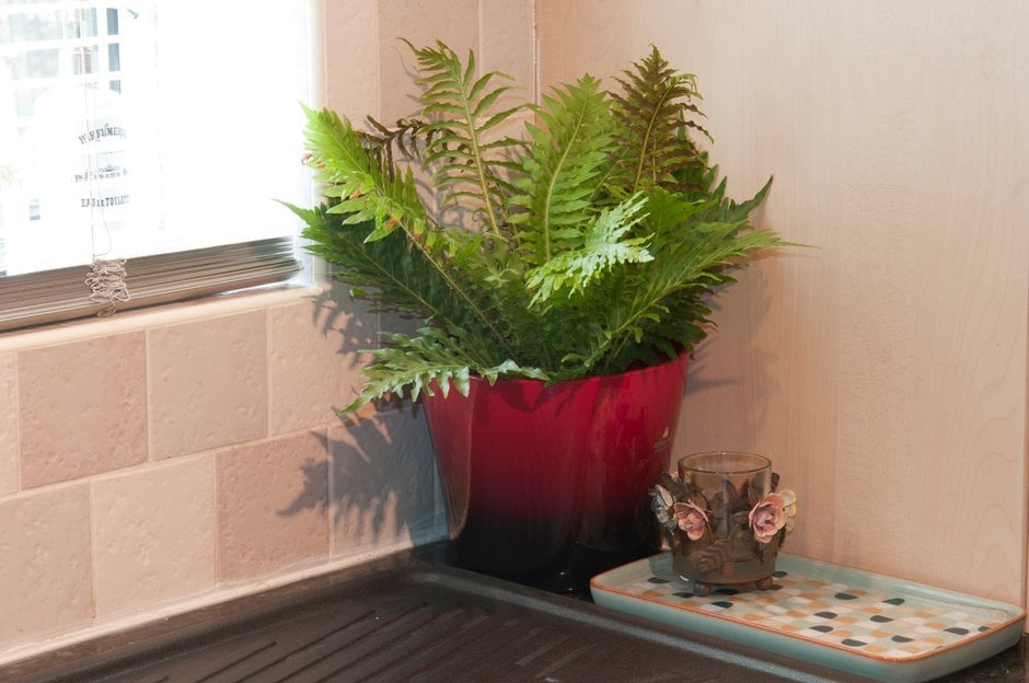 miniature tree fern