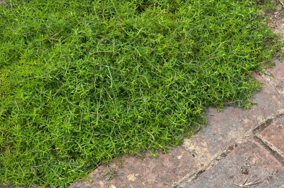 creeping savory