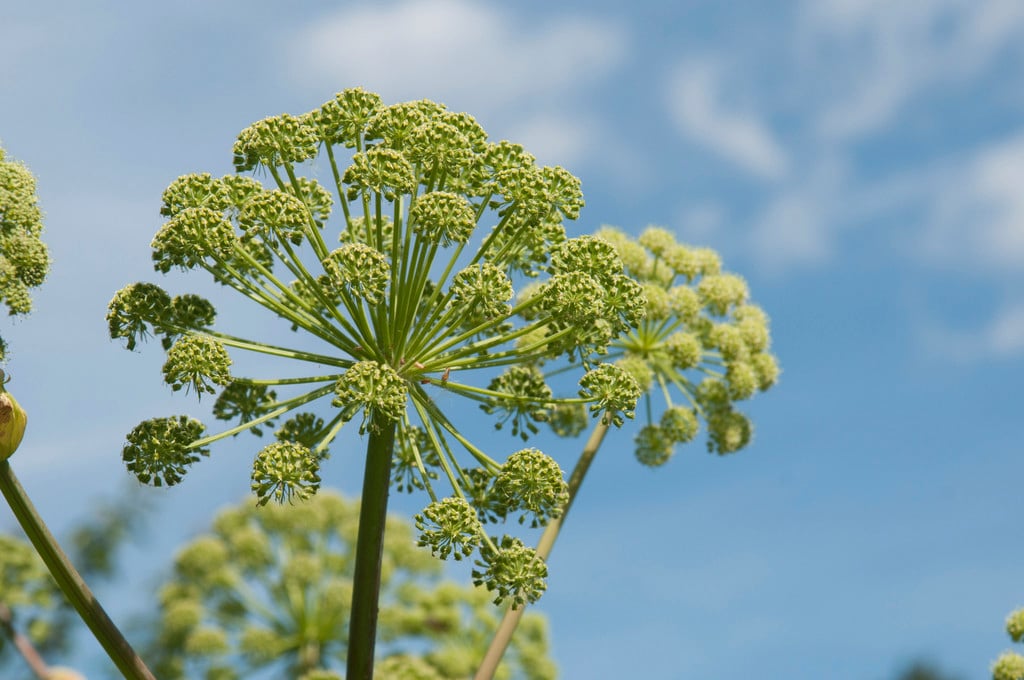 angelica