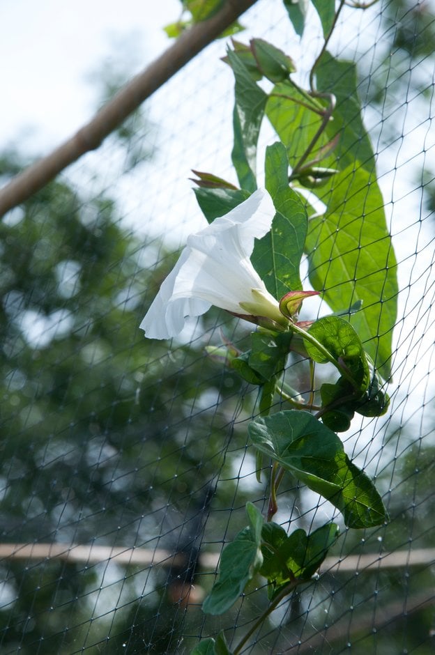 hedge bindweed