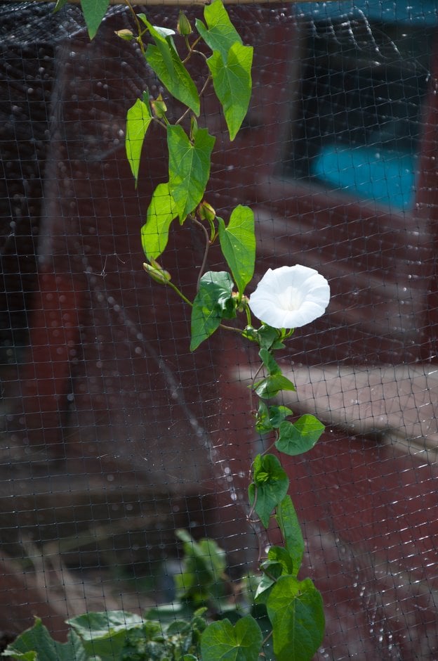 hedge bindweed