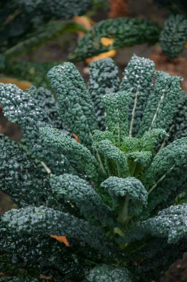 borecole 'Nero di Toscana'