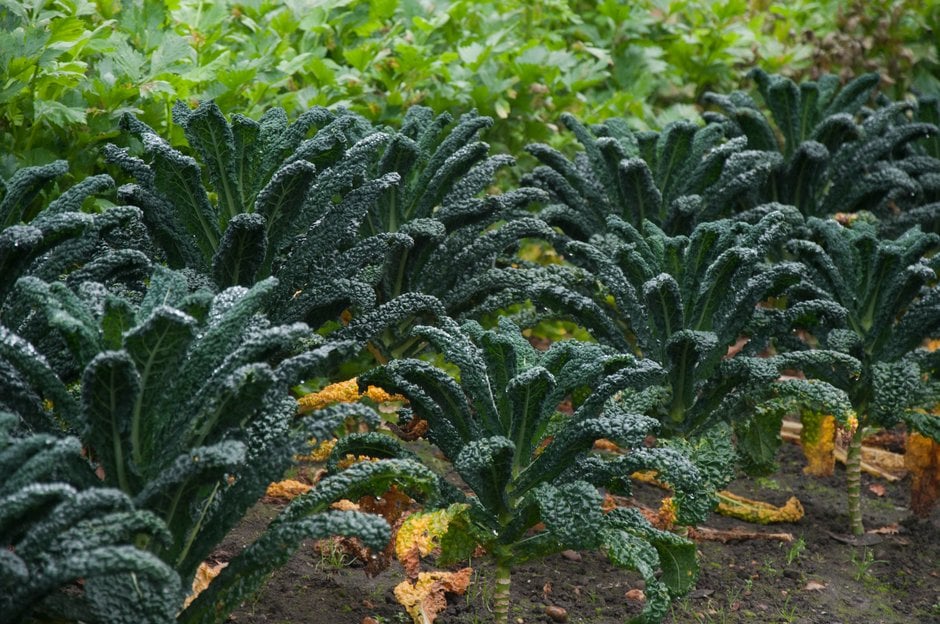borecole 'Nero di Toscana'