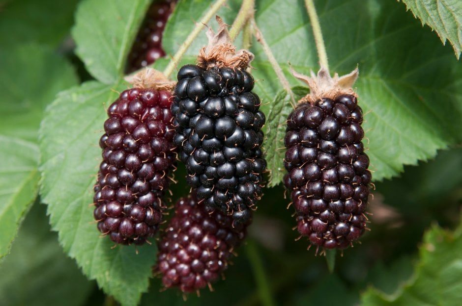 blackberry 'Karaka Black'