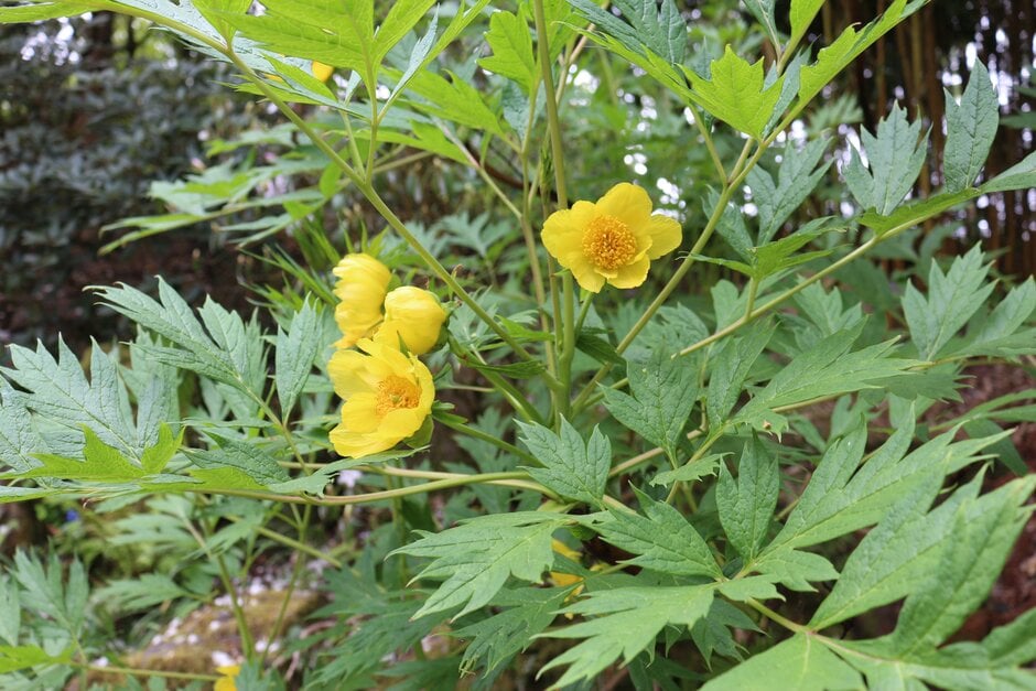 hybrid Delavay peony