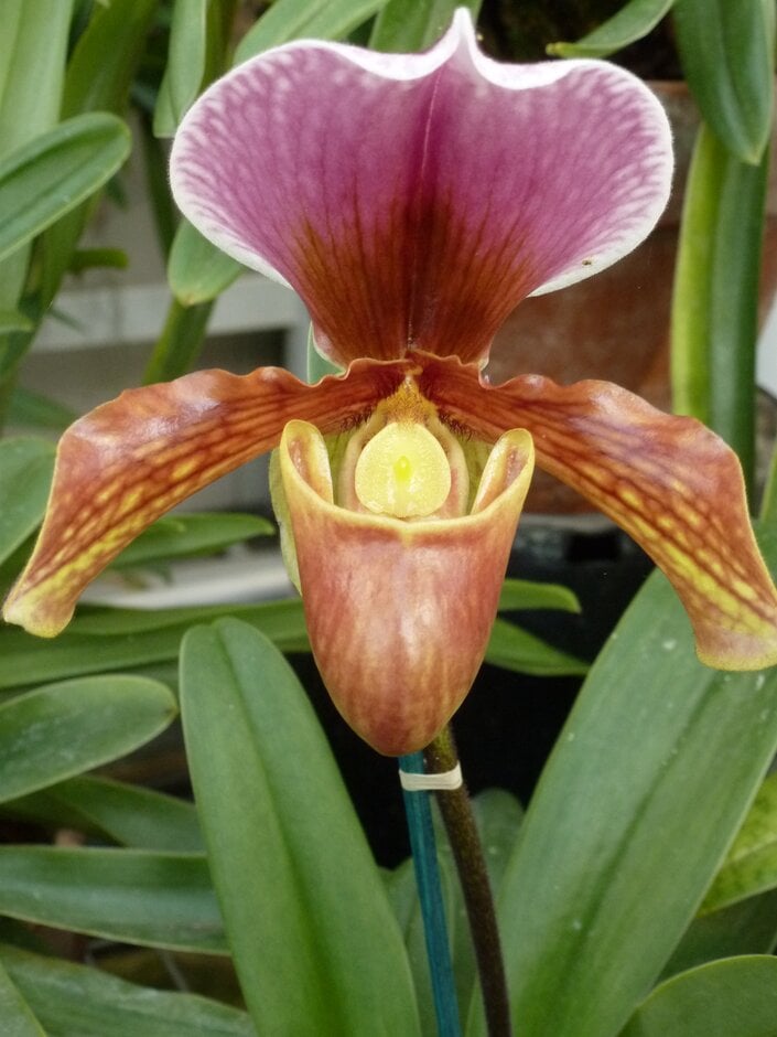 <i>Paphiopedilum</i> Chanticleer gx