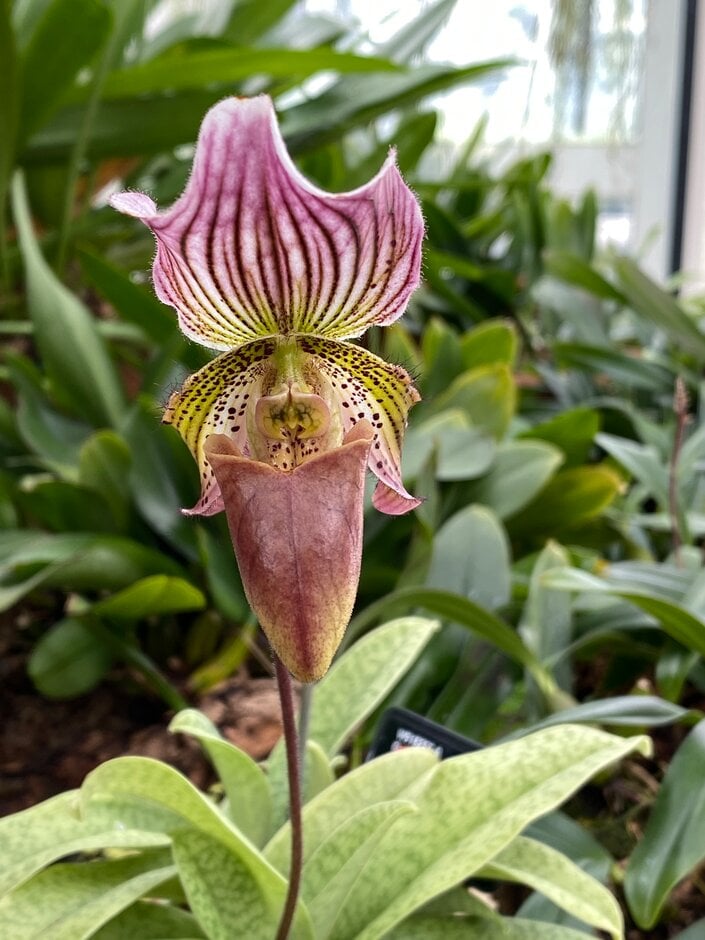 <i>Paphiopedilum</i> Faire-Maud gx