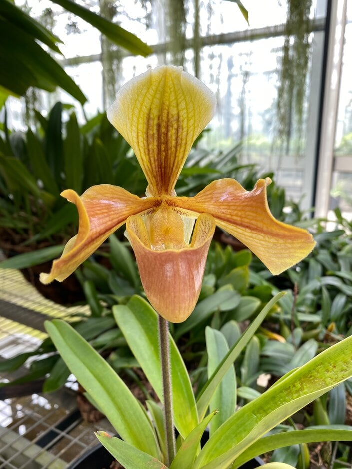 <i>Paphiopedilum</i> Hellas gx 'Westonbirt'
