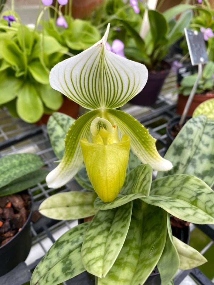 <i>Paphiopedilum</i> Madeline gx