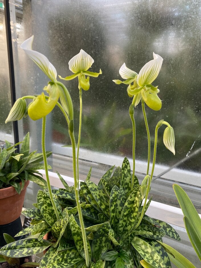 Venus slipper orchid Maudiae gx