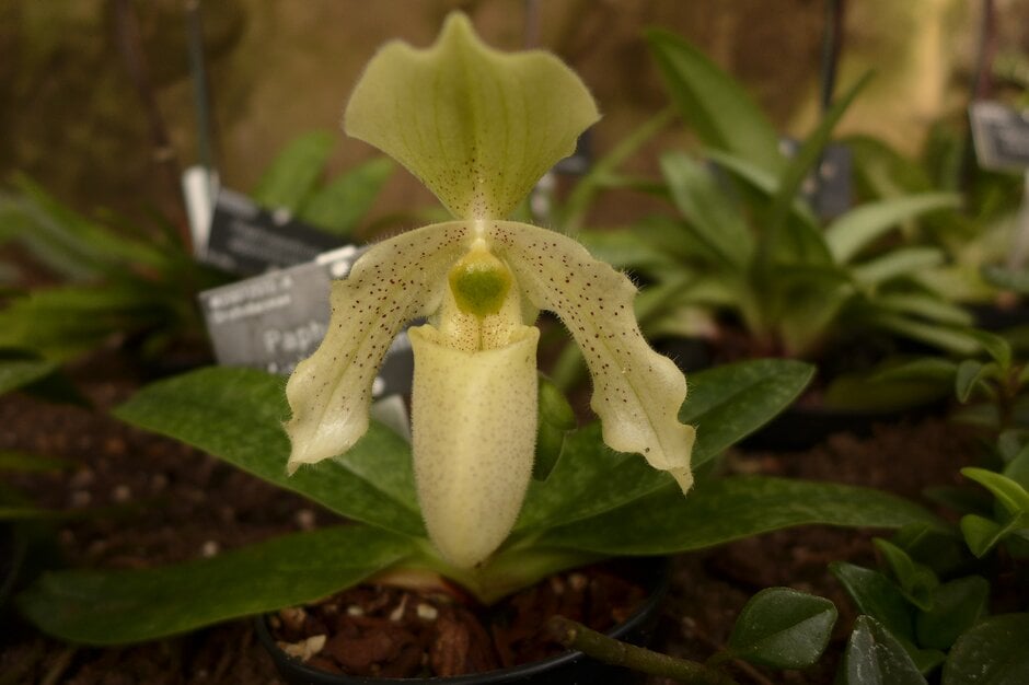 <i>Paphiopedilum</i> Misha Kojima gx