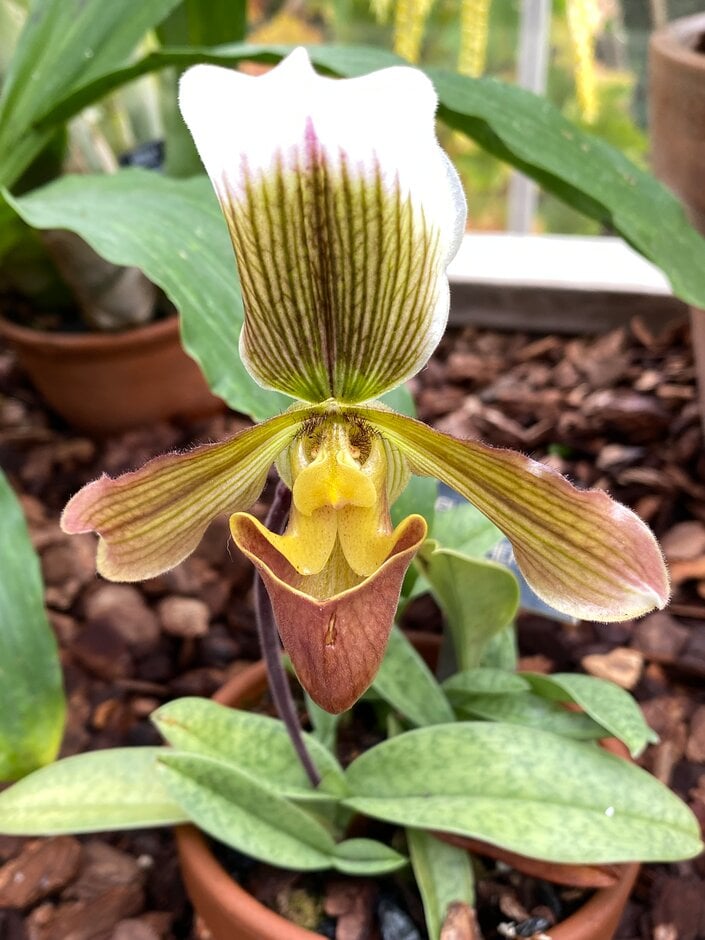 <i>Paphiopedilum</i> Daultheri gx