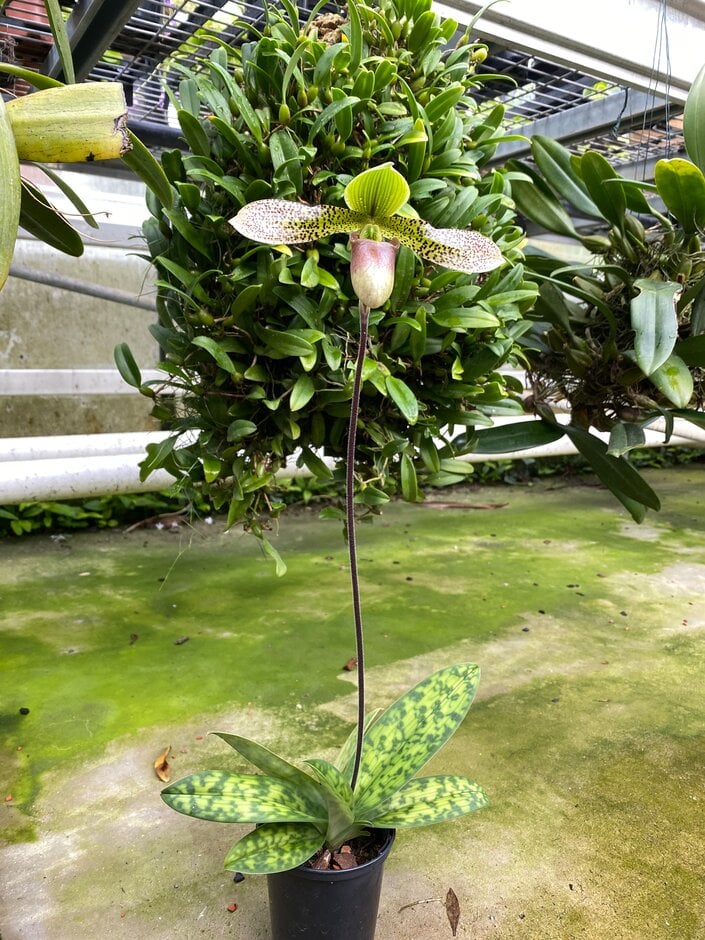 Sukhakul’s paphiopedilum