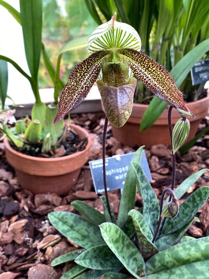 Ward’s paphiopedilum