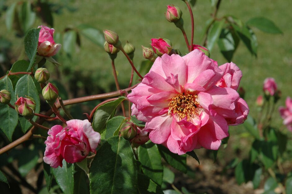rose [Papillion]