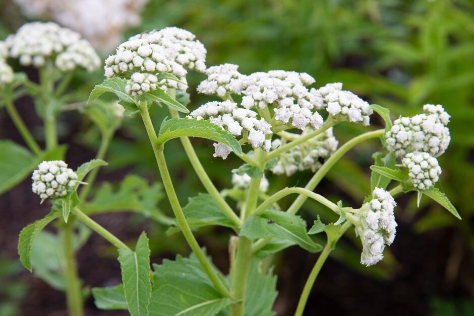 American feverfew