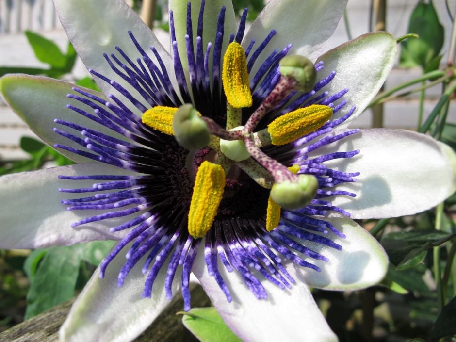 passion flower 'Damsel's Delight'