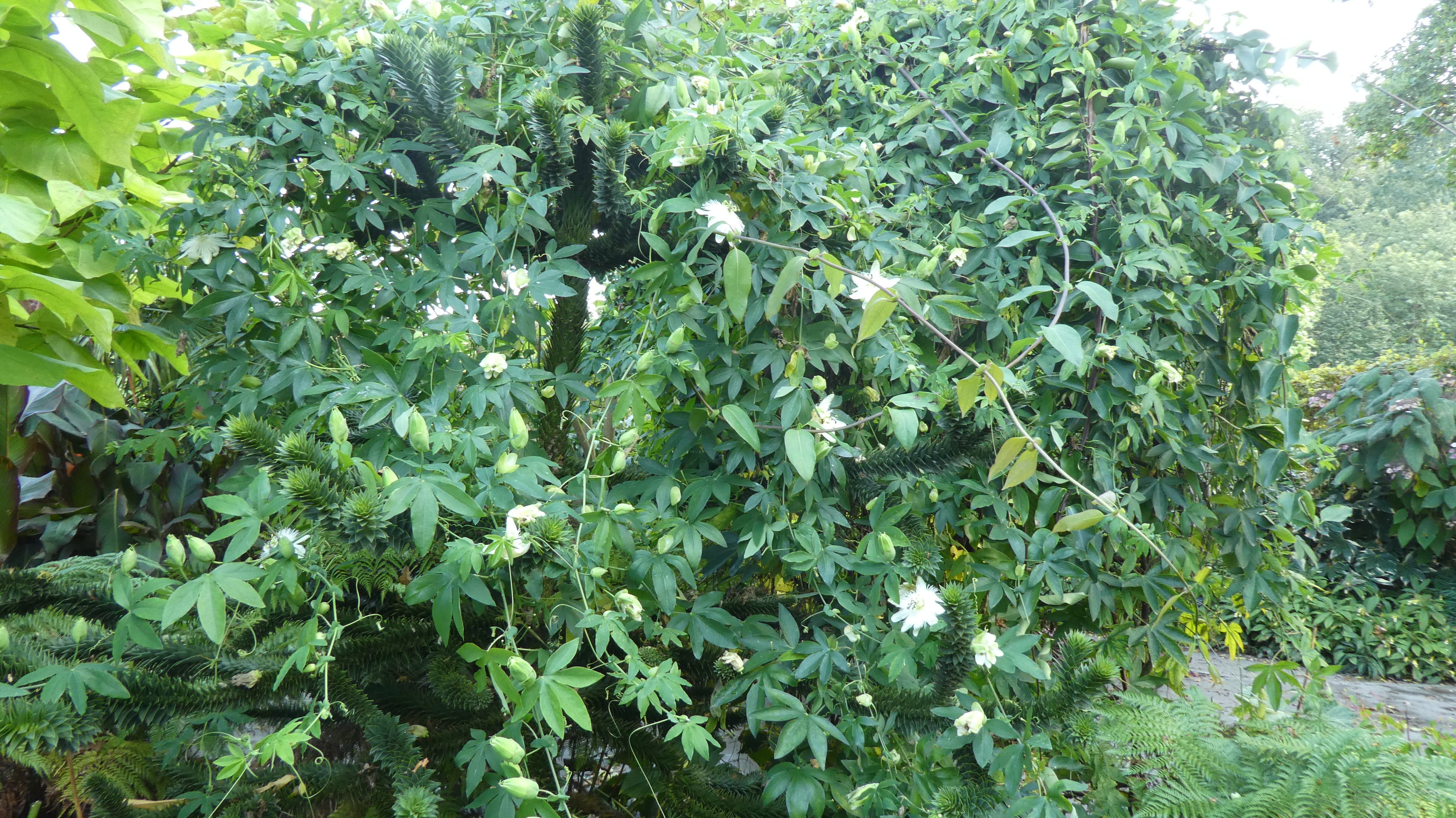 passion flower 'Snow Queen'