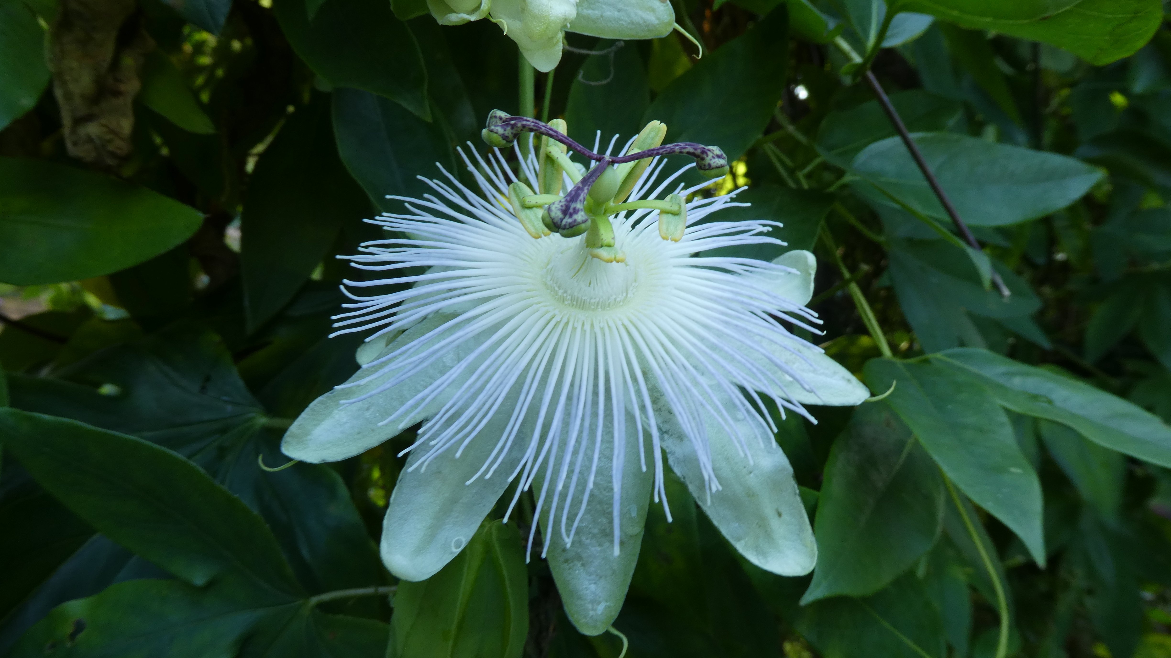 passion flower 'Snow Queen'