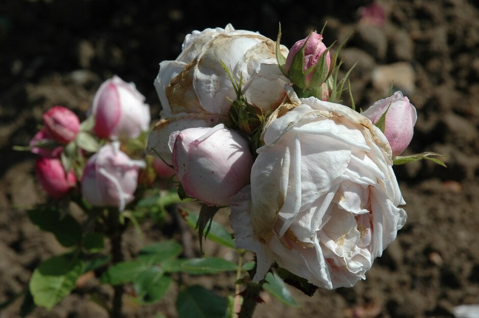 rose 'Paul's Early Blush'