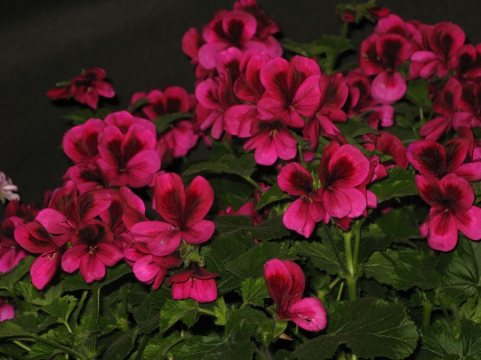 geranium 'Ashby'