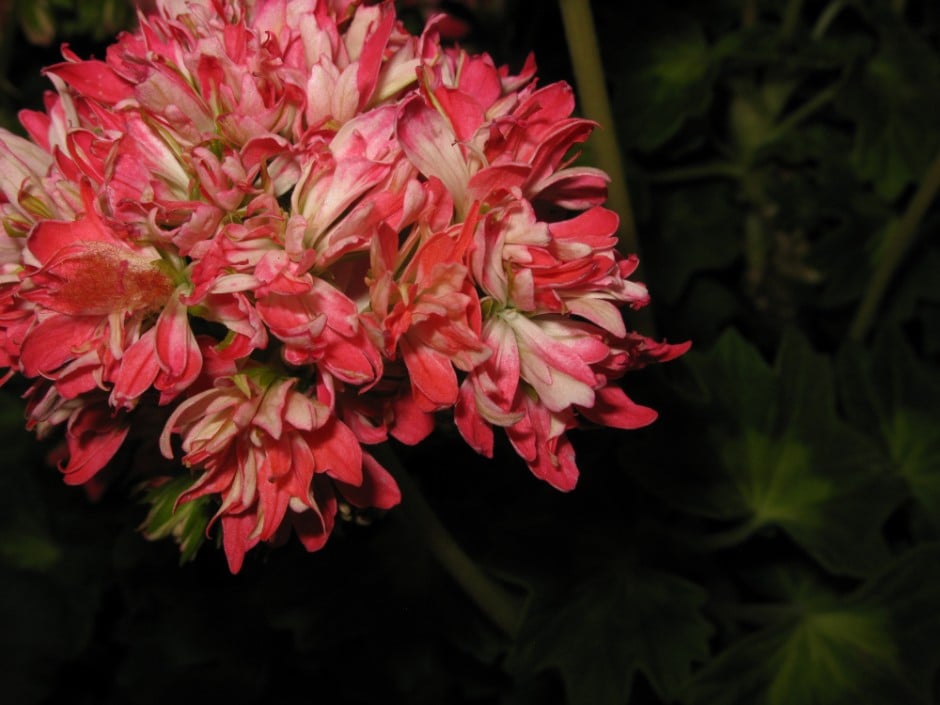 geranium 'Brian West Butterfly'