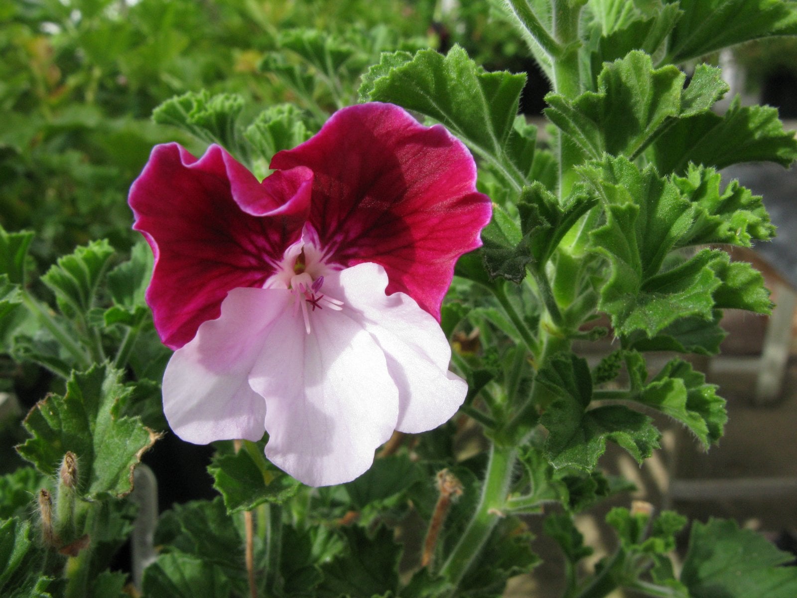 geranium 'Quantock Marjorie'