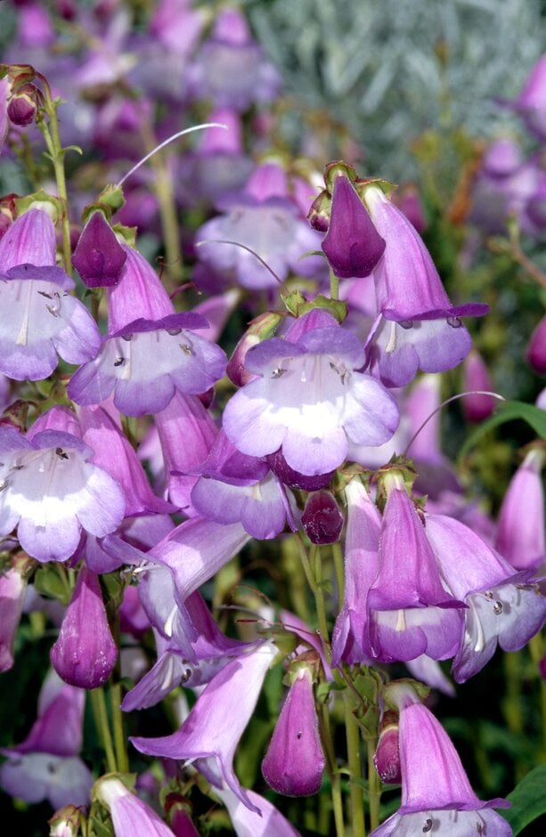 penstemon 'Alice Hindley'