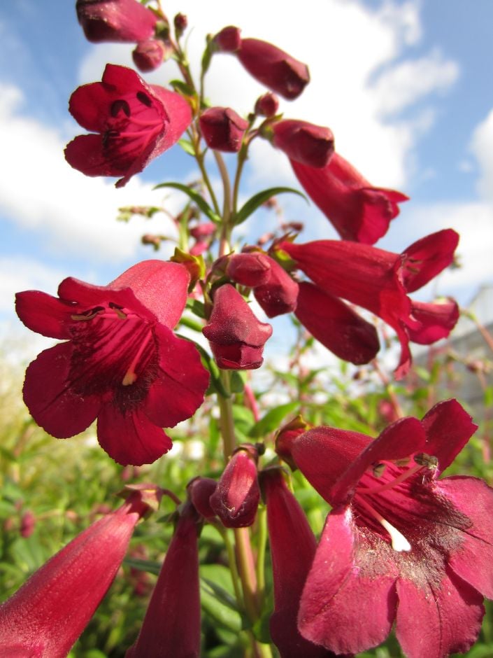 penstemon 'Purple Bedder'