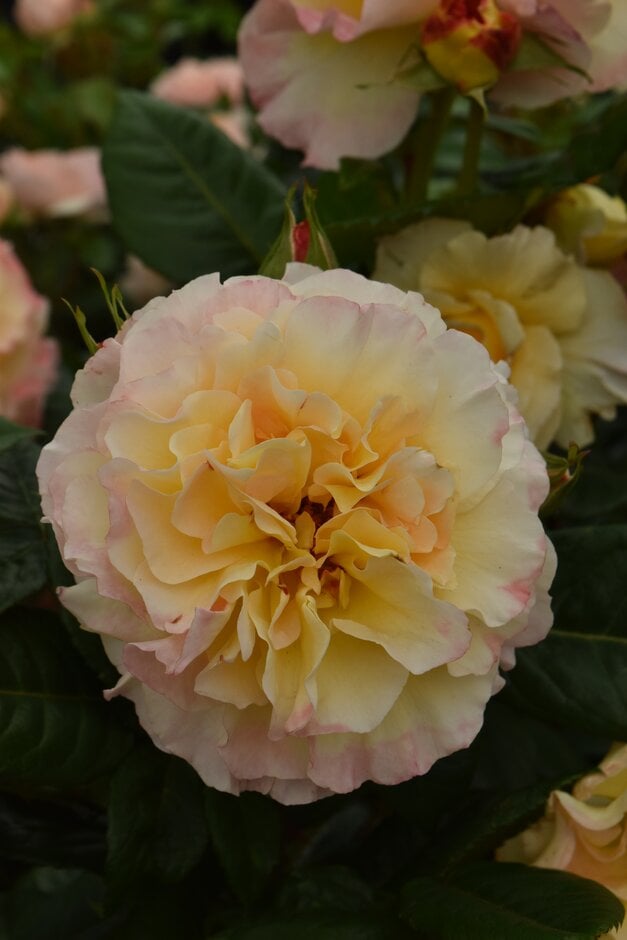 rose [Perfect Harmony]