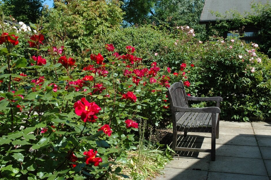 rose [Peter Beales]