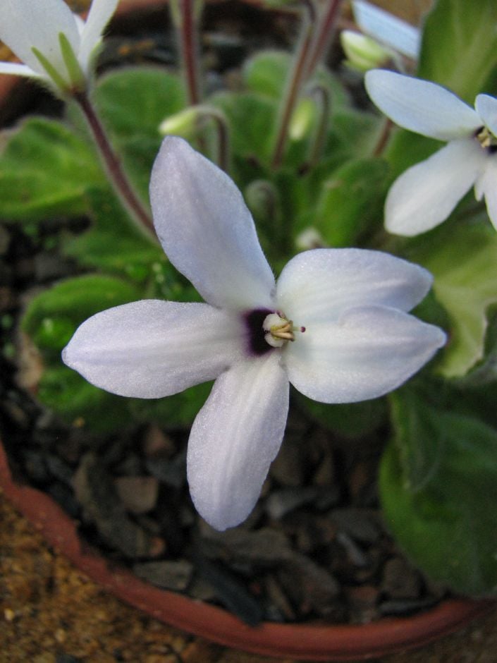 large-flowered petrocosmea