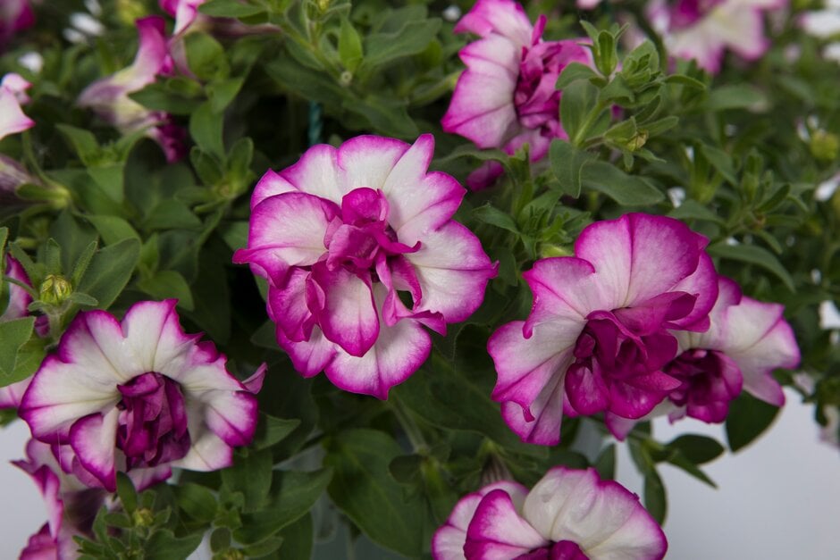 petunia [Nicola]