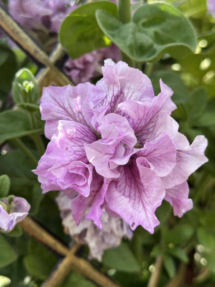 <i>Petunia</i> 'Allegra Orchid Vein'