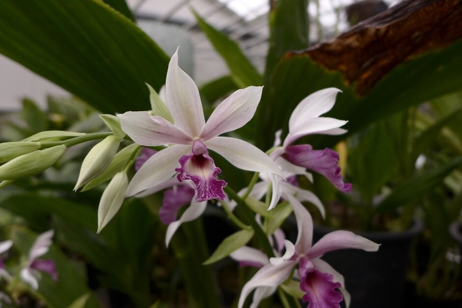 × <i>Phaiocalanthe</i> December Lady gx 'Rose Flaire'