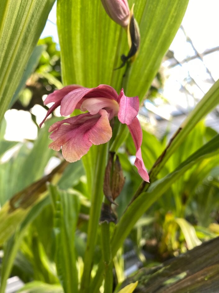 <i>Phaius</i> <i>callosus</i>