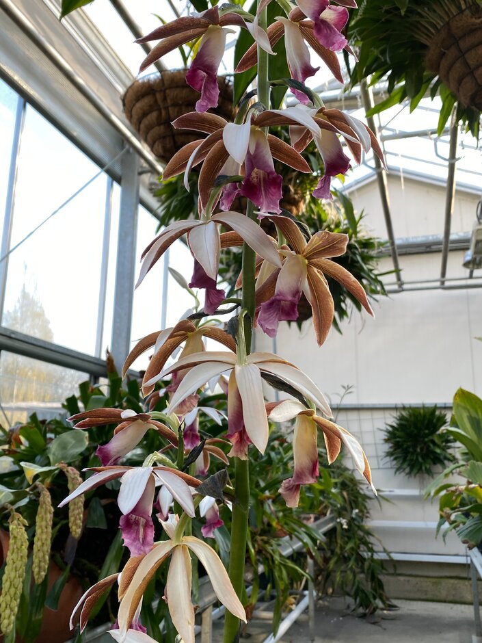 <i>Phaius</i> <i>tankervilleae</i>