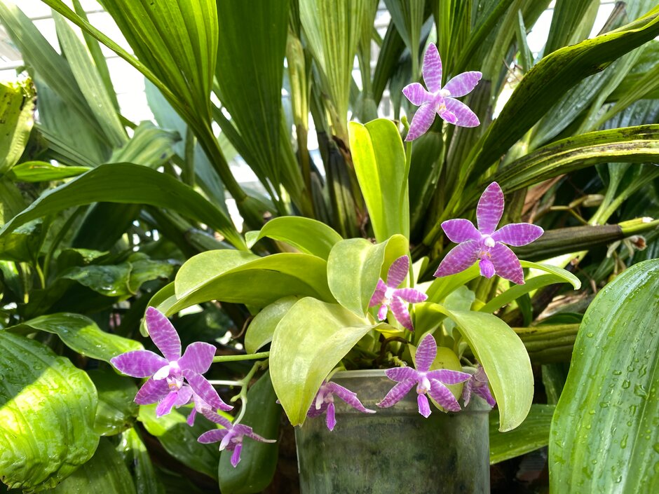 Lueddemann’s moth orchid