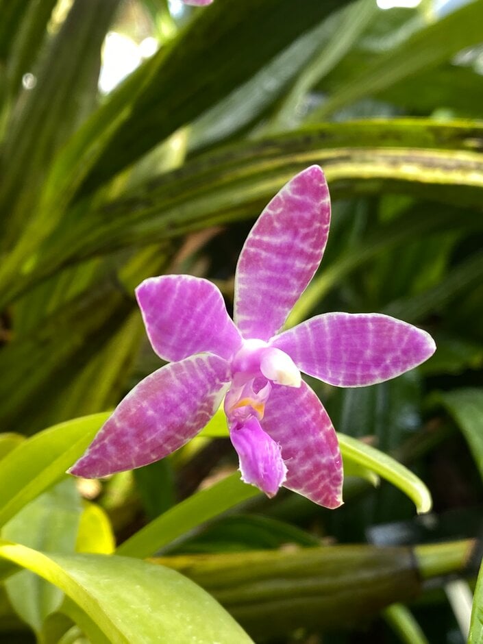 Lueddemann’s moth orchid