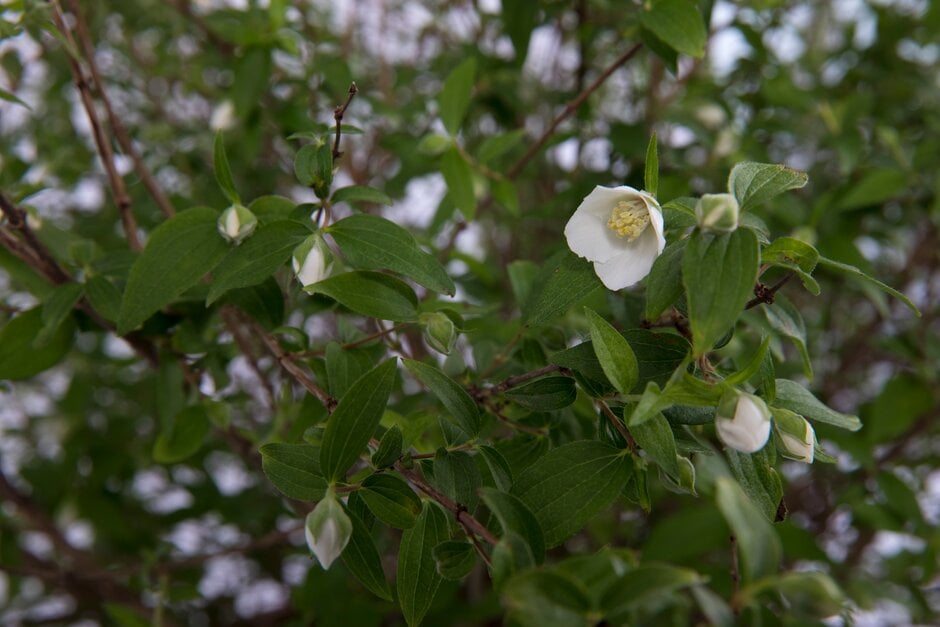 mock orange [Petite Perfume White]