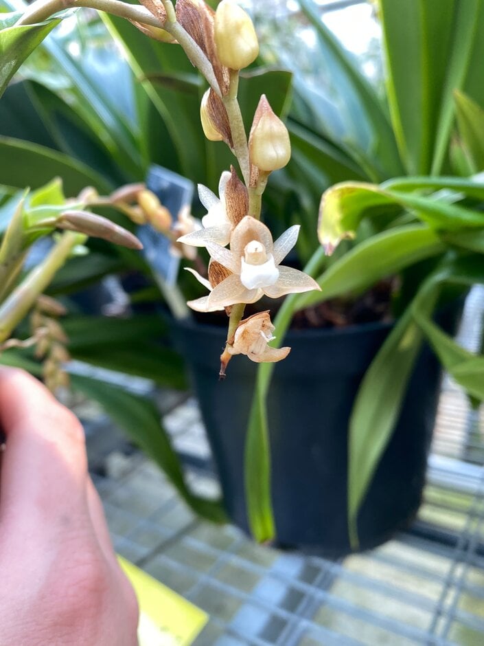 <i>Pholidota</i> <i>chinensis</i>