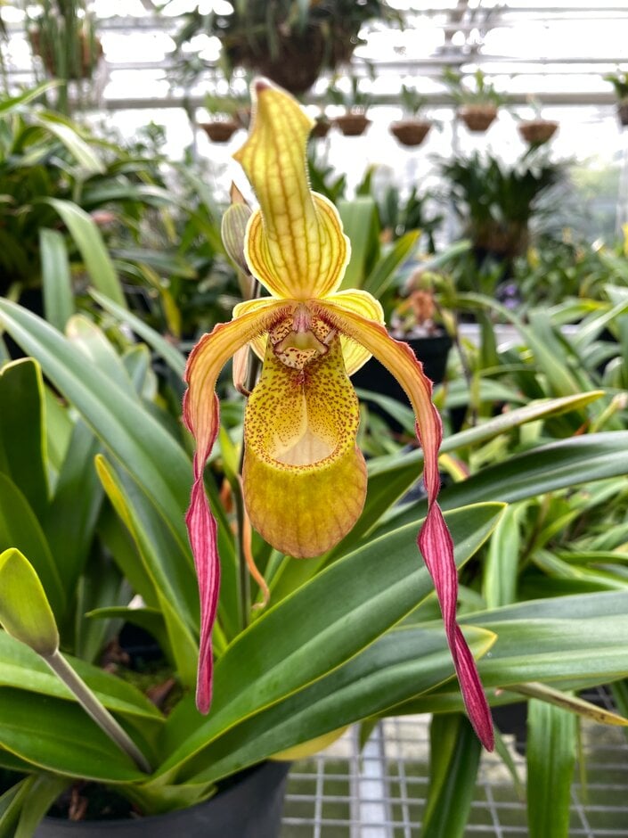 <i>Phragmipedium</i> Demetria gx