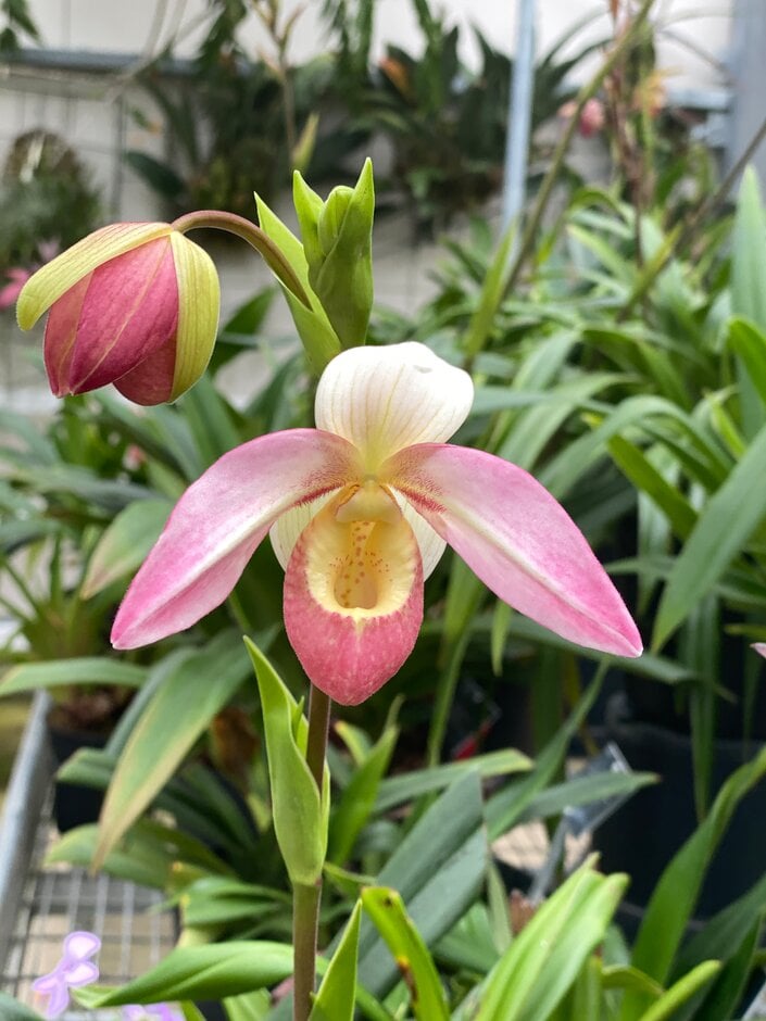 <i>Phragmipedium</i> 'Elizabeth March'