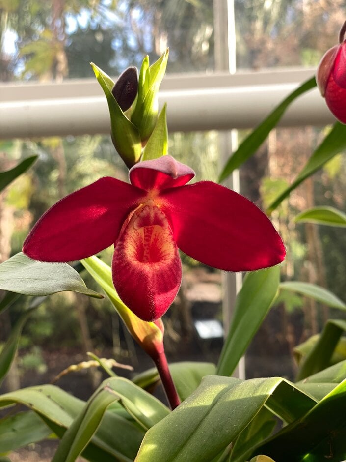 <i>Phragmipedium</i> La Hougette gx