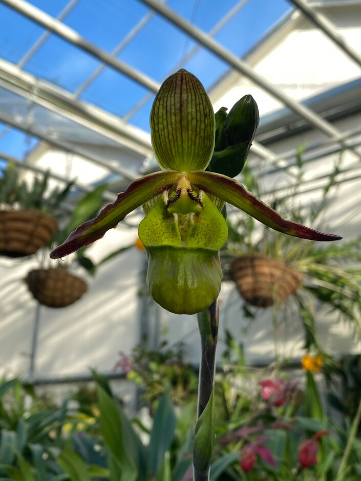 <i>Phragmipedium</i> La Moye gx