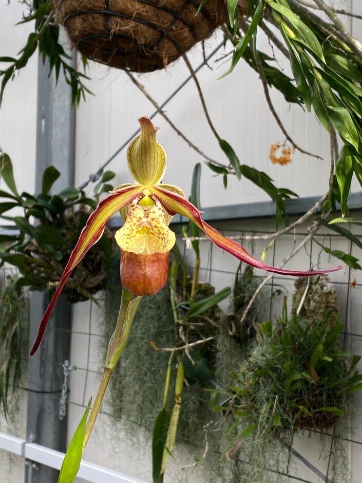 <i>Phragmipedium</i> Les Dirouilles gx