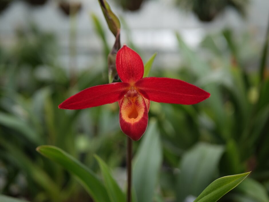 <i>Phragmipedium</i> Memoria Dick Clements gx