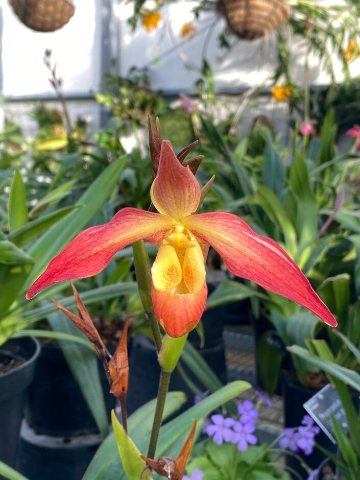 <i>Phragmipedium</i> Nicholle Tower gx