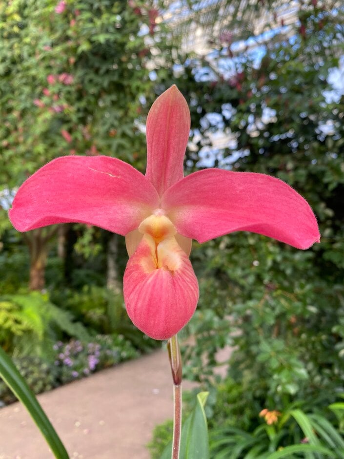 <i>Phragmipedium</i> Peruflora's Cirila Alca gx